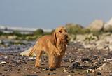 BASSET FAUVE DE BRETAGNE 065